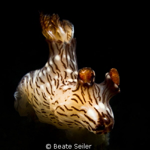 Jorunna rubescens on a night dive by Beate Seiler 